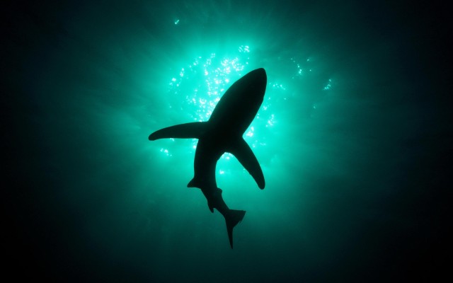 Shark-Wallpaper-Image-Picture-Awesome-640×400-20dtudk